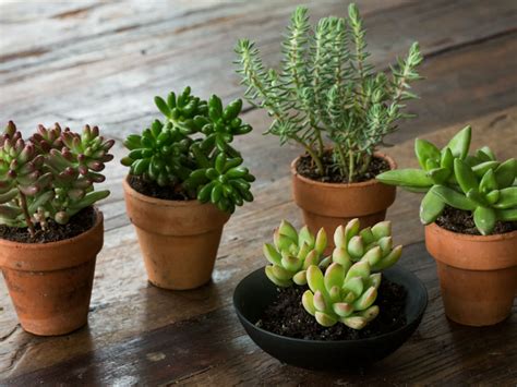 How To Grow And Care For Sedum Indoors World Of Succulents