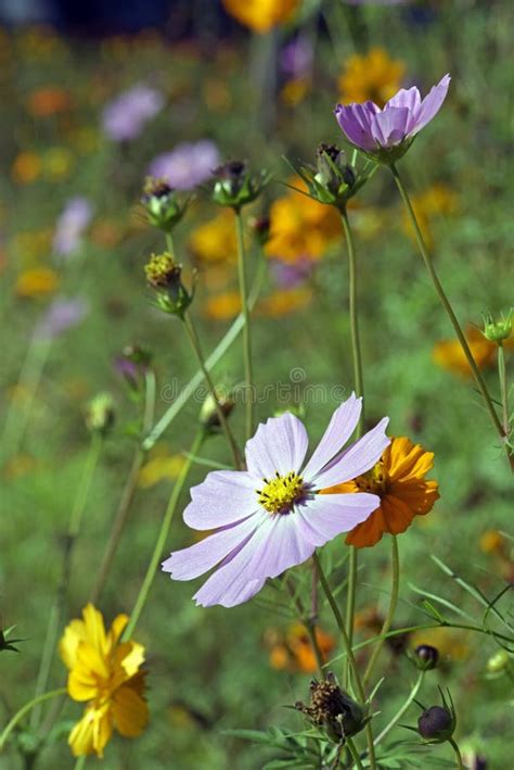 Flowery Garden Stock Image Image Of Landscaping Joyful 63361713