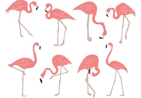 Hand Drawn Flamingo Vectors Download Free Vector Art Stock Graphics