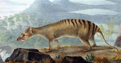 It is commonly referred to as the tasmanian tiger or tasmanian wolf, but. The Quest For The Thylacine - The Dodo