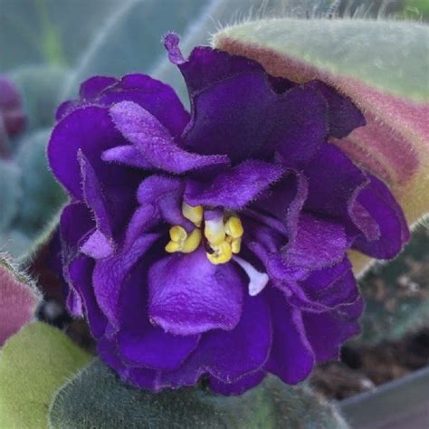 Purple African Violet Plants For Sale Free Shipping African Violets