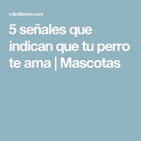 5 Señales Que Indican Que Tu Perro Te Ama Te Amo Perros Mascotas