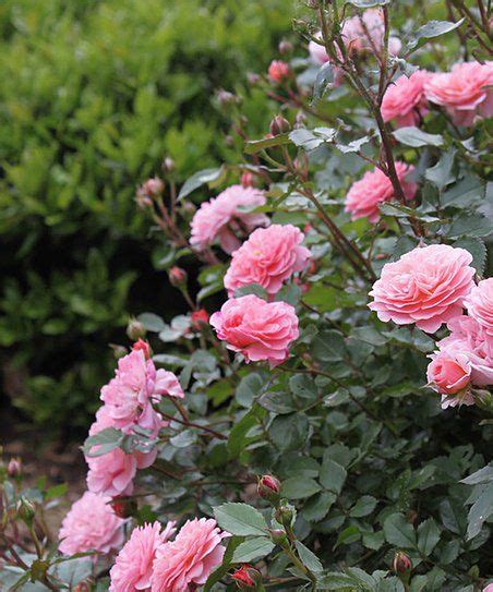 Perfect Plants Live Sweet Drift Rose Bush Zulily Drift Roses