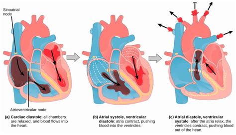 The Heart Cycle The Mammalian Heart And Cardiac Cycle Download