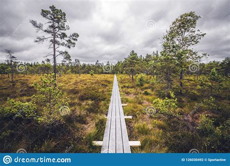 Wooden Trail In The Wilderness With Trees Stock Photo Image Of Color