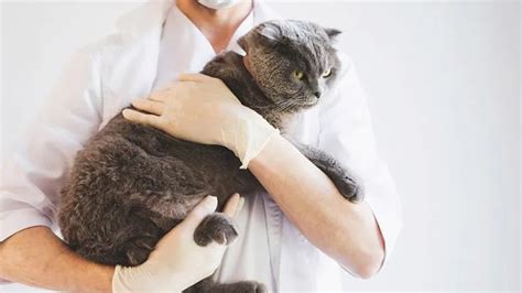 Stages Of Feline Fibrosarcoma A Comprehensive Guide