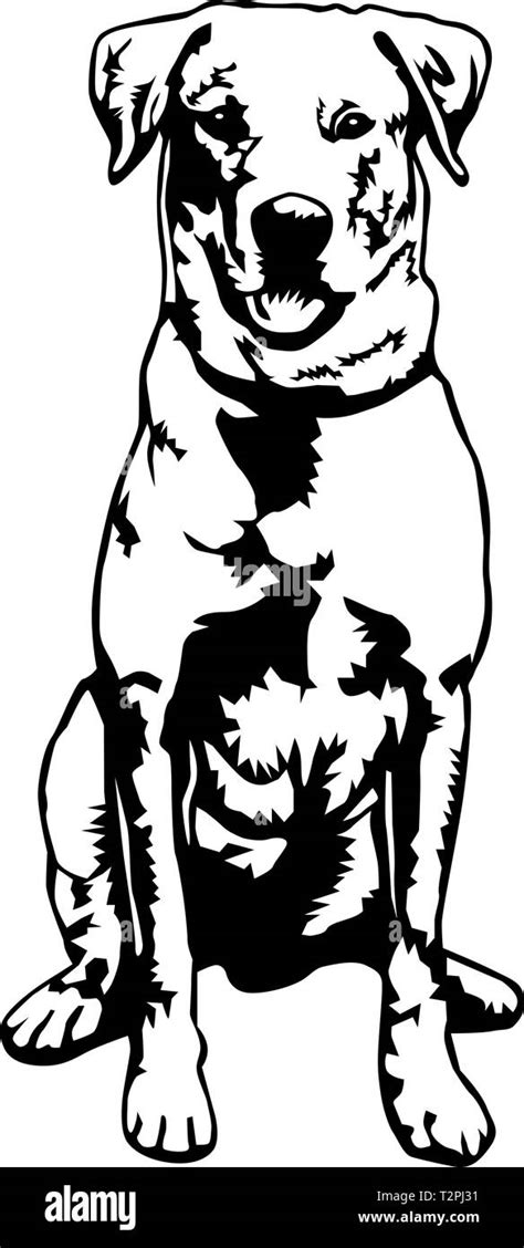 Labrador Retriever Ilustración Vectorial Imagen Vector De Stock Alamy