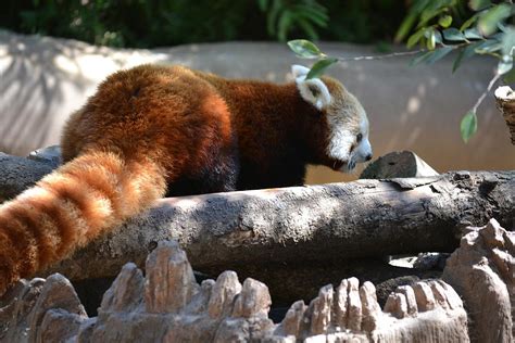 Red Panda At The San Diego Zoo Photograph By Belinda Amerman Pixels
