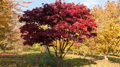 Acer Palmatum Osakazuki Japanese Maple Leafland Limited Best