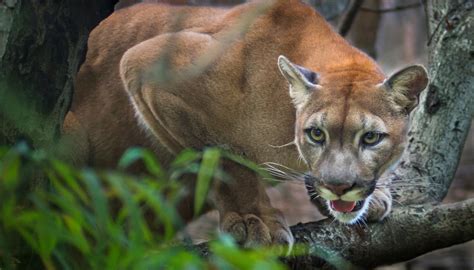 The Differences Between A Puma A Cougar And A Mountain Lion Sciencing