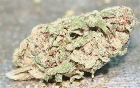 White Widow A Crystal Covered Classic Strain Legalize It We Think So