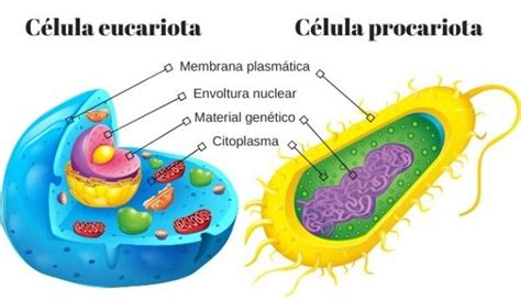 Qué Es Una Célula Características Y Función Curiosfera Ciencia