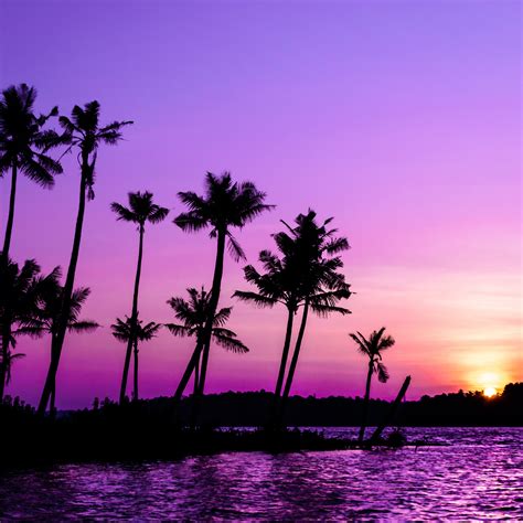 Beach Scene With Palm Tree