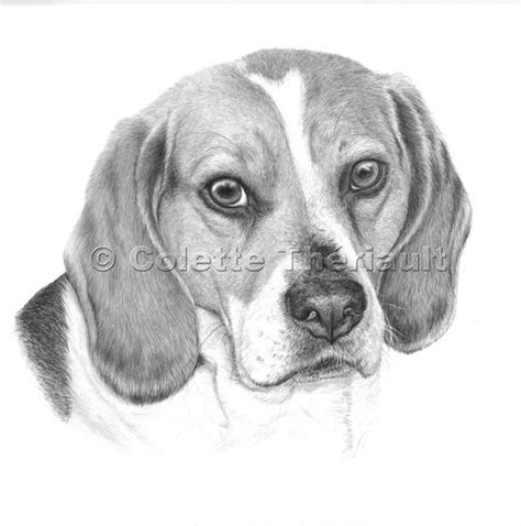 Beagle Portraits Dog Drawing Paw Art Drawings