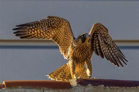 Stunning Photos Show Young Uc Berkeley Falcons Learning To Fly Berkeley