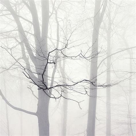 Kilian Schönberger On Instagram The Branch Tree Fog Minimalistic