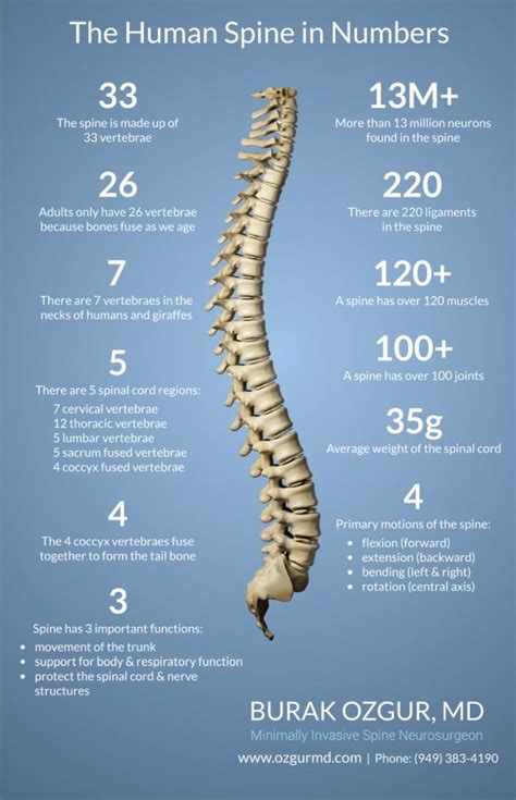 How many bones are in the coccyx? The Human Spine in Numbers | Burak Ozgur, MD