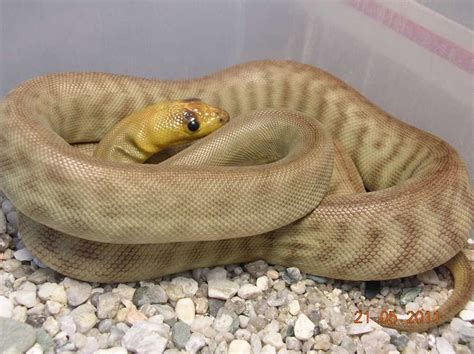 Woma Pythons For Sale Pythons Review