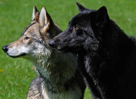 Black Wolf Dog Hybrid Puppies