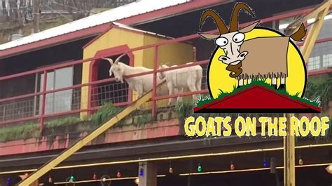 The pair escaped from their pen and were found on the roof of a neighbour's home. Goats On The Roof Tourist Attraction Pigeon Forge Tour ...
