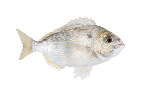 The Pinfish Lagodon Rhomboides Is A Saltwater Fish Of The Sparidae