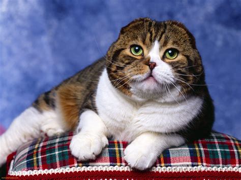 Scottish Fold Cat Breed Fun Animals Wiki Videos Pictures Stories