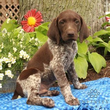 Advice from breed experts to make a safe choice. German Shorthaired Pointer puppy for sale in GAP, PA. ADN ...