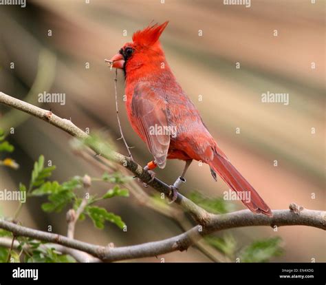 Male Northern Or Red Cardinal Cardinalis Cardinalis Stock Photo Alamy