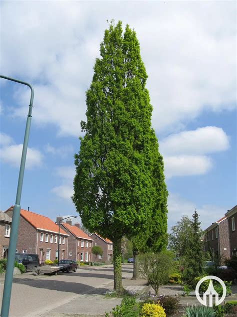 Quercus Robur ‘fastigiate Koster Pyramidal Oak Boomkwekerijen M