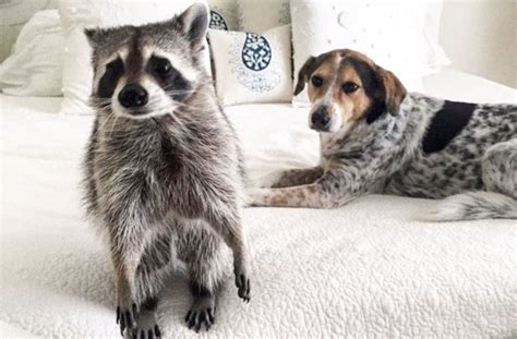Orphaned Raccoon Befriends Two Dogs And Thinks Shes One Of Them