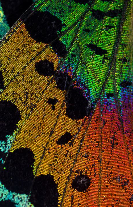 Butterfly Wing Macro Photography By Stephen Alvarez Patterns And