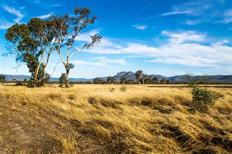 Grassland Landscape In The Bush With Grampians Mountains In The