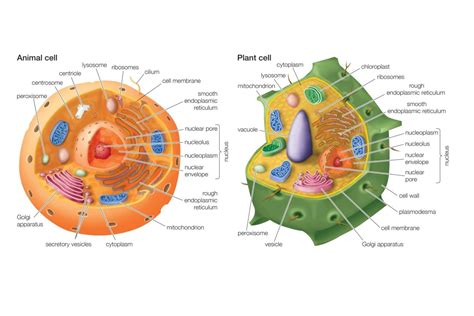 Bacteria, plant, and animal cells. Essential Differences Between Animal and Plant Cells