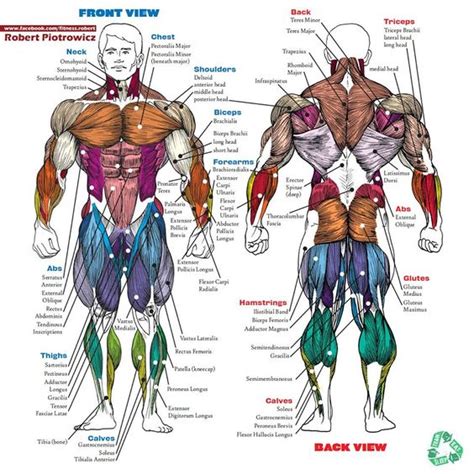 Human Body Muscles Names Human Body Muscle Diagram Detailed