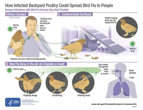 As Bird Flu Continues To Spread In The Us And Worldwide Whats The Risk That It Could Start A