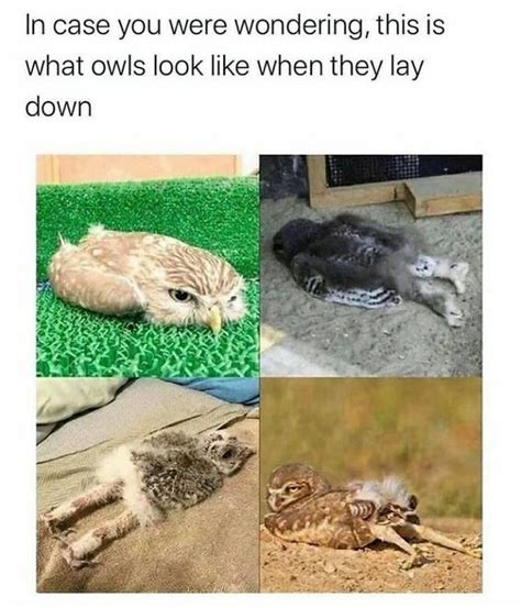 Those Legs Are Ridiculously Cute Birds Know Your Meme