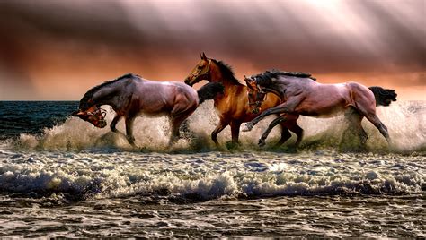 Three Galloping Horses On Body Of Water Hd Wallpapers Hd Wallpapers