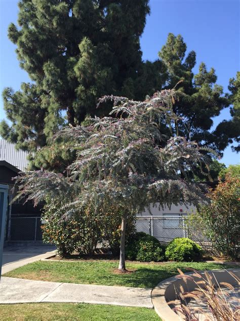 Acacia Baileyana Purpurea Backyard Shade Best Shade Trees