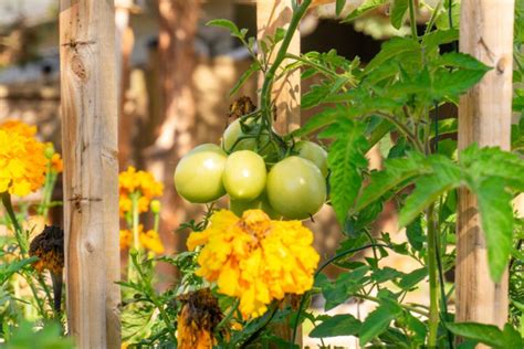 a step by step guide on how to pollinate tomatoes by hand