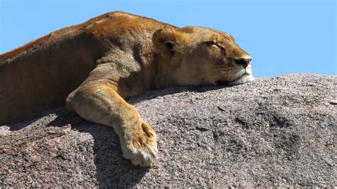 Lions Sleeping Youtube