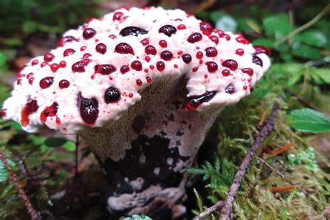 Naturespeak: Freaky fungi feature bloody tooth fungus - Pique Newsmagazine