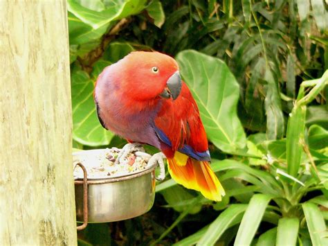Eclectus Parrot Bird Tropical 34 Wallpapers Hd Desktop And Mobile