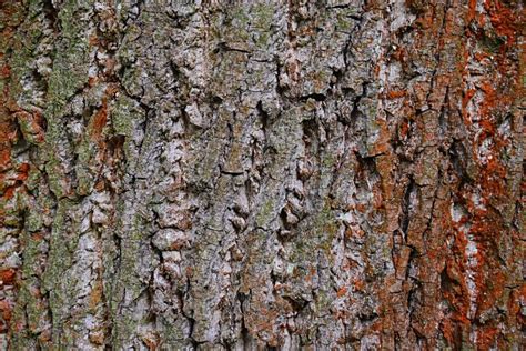 Bark Wood Texture Of Tulip Tree Of American Tulip Tree Also Called