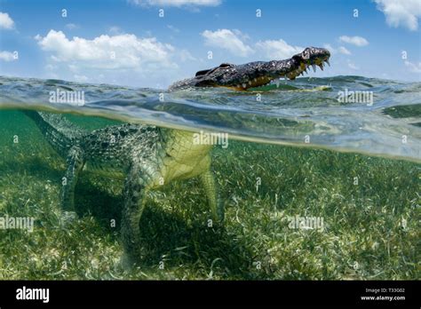 American Crocodile Crocodylus Acutus Banco Chinchorro Caribbean Sea
