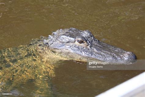 American Alligator Swimming In Everglades High Res Stock Photo Getty