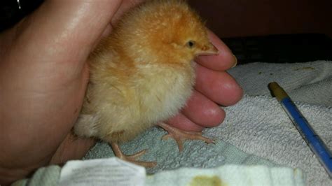 Raising A Visually Impaired Possibly Blind Chick Pic Heavy Page 2