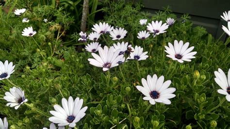 We did not find results for: Full Sun Perennials - Osteospermums For Fabulous Color.