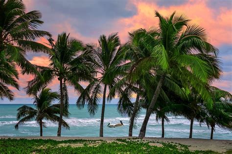 Caribbean Tropical Beach Sunrise Cuba Sea Island Pelicans Palm