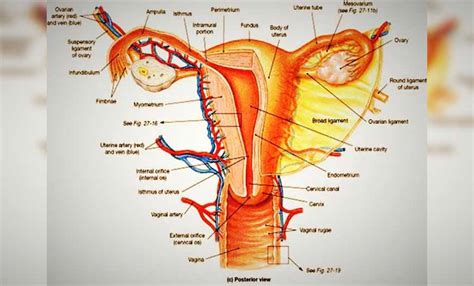 Cara Menjaga Kesehatan Alat Reproduksi Wanita Dengan Efektif Deweezz