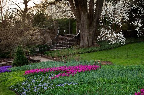 Reader Photos Magnolias At Longwood Gardens Finegardening